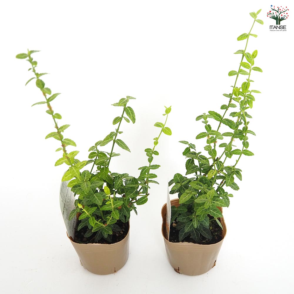 ツルマサキ エメラルドゴールド 【花木苗 3号】｜ 【植物の