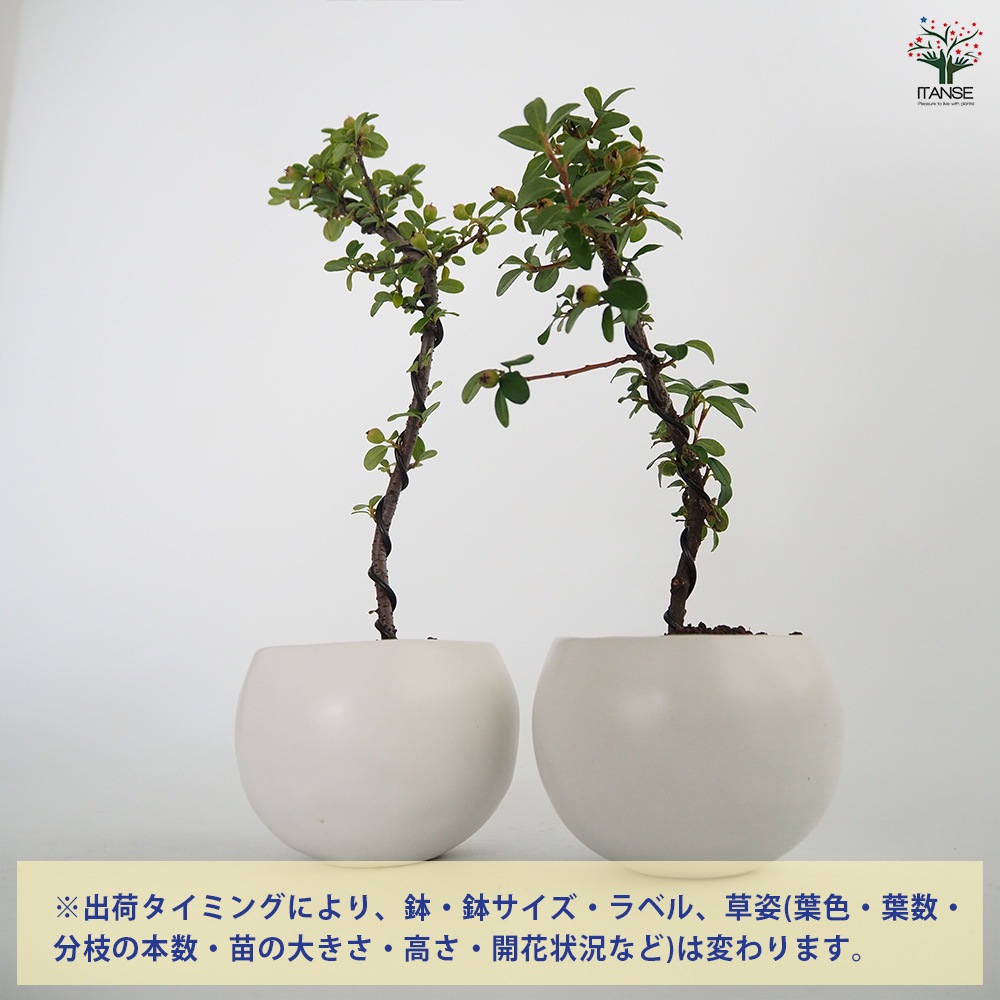 コケモモカマツカ 球体鉢(受皿付) 【盆栽 3.5号／1個売り】｜ 【植物の