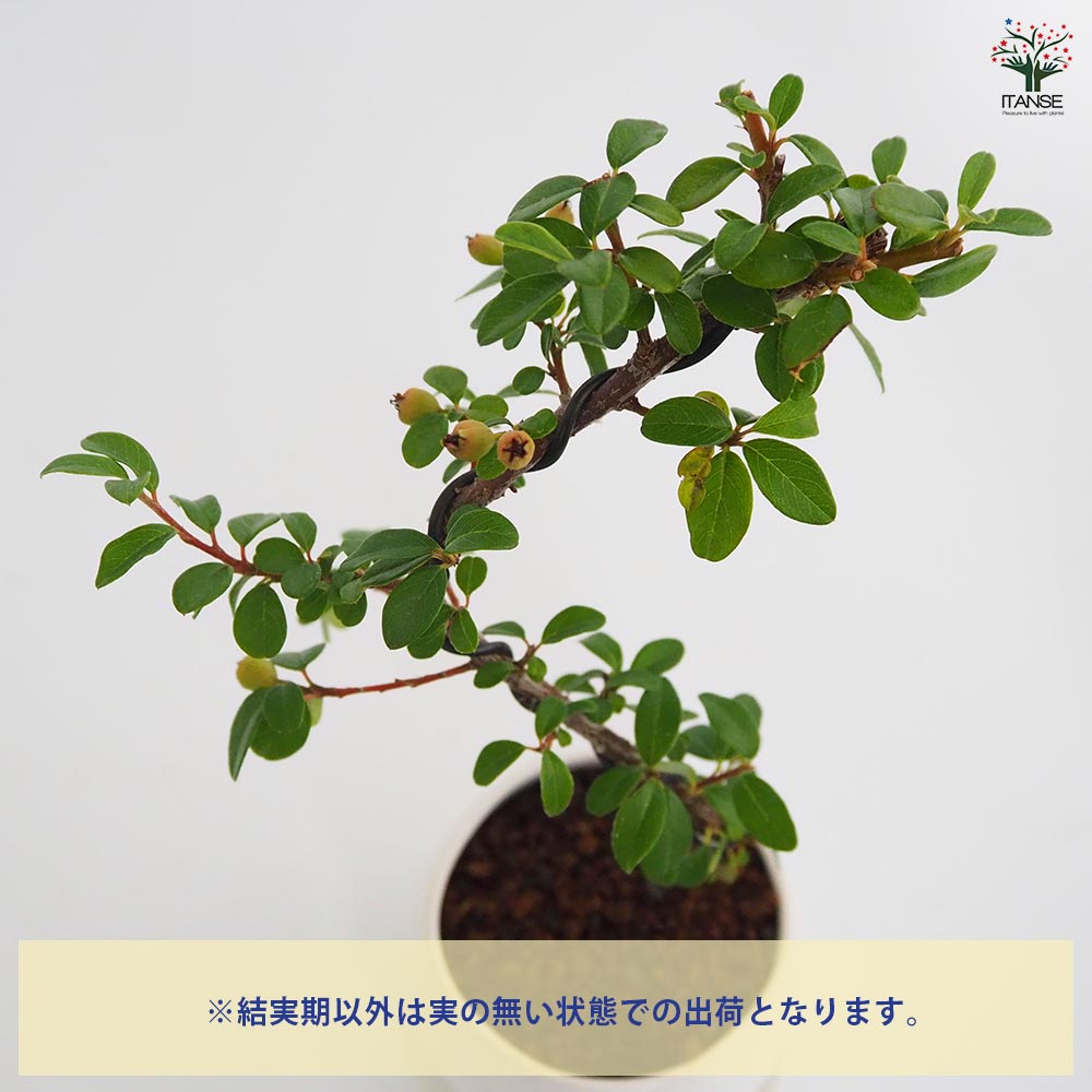 コケモモカマツカ 球体鉢(受皿付) 【盆栽 3.5号／1個売り】｜ 【植物の