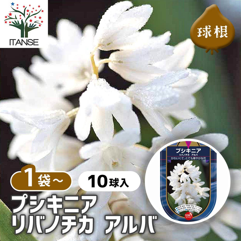 プスキニア リバノチカ アルバ