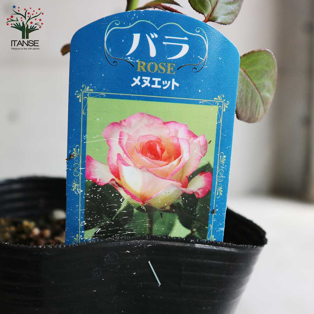 薔薇の苗 メヌエット (四季咲きフロリバンダローズ)【花苗新苗4号ポット 国産接ぎ木苗／1個売り】