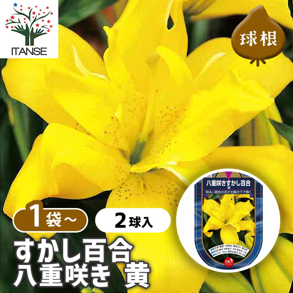 花球根 すかし百合 八重咲き 黄 【花球根 2球】｜ 【植物の