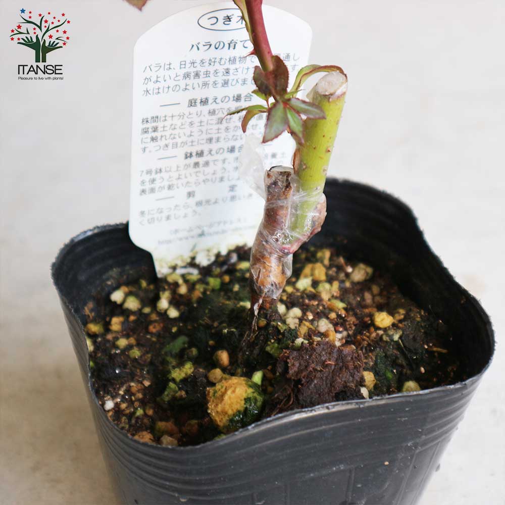 薔薇の苗 メヌエット (四季咲きフロリバンダローズ)【花苗新苗4号ポット 国産接ぎ木苗／1個売り】