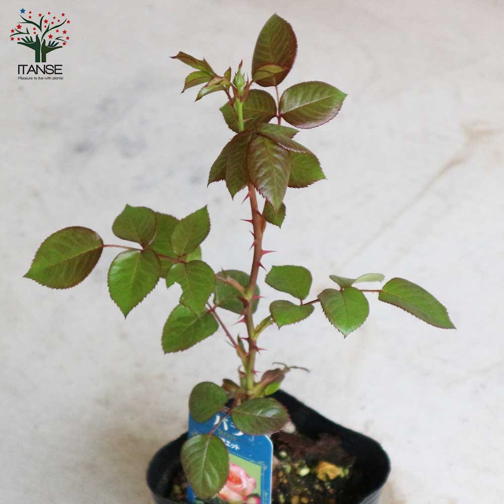 薔薇の苗 メヌエット (四季咲きフロリバンダローズ)【花苗新苗4号ポット 国産接ぎ木苗／1個売り】