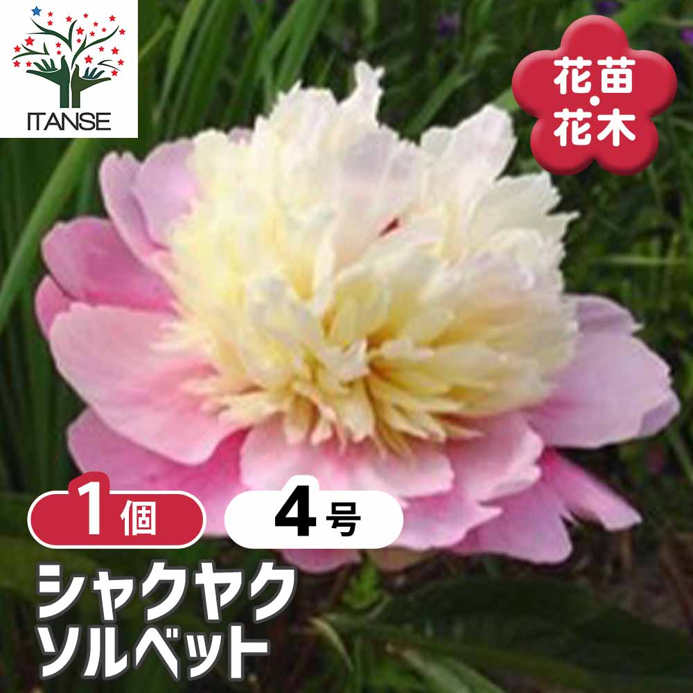 シャクヤク ソルベット 【花木苗 4号／1個売り】｜ 【植物の