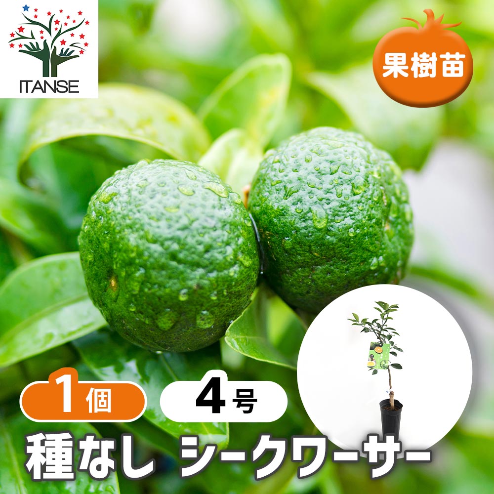 種なしシークワーサー 【果樹の苗木 4号／1個売り】｜ 【植物の