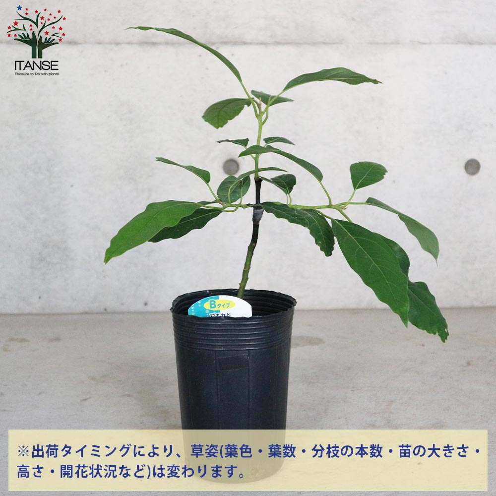 アボカド　フェルテ　開花型Bタイプ アボカド フェルテ 【開花Bタイプ】 | 日本ライン花木センター