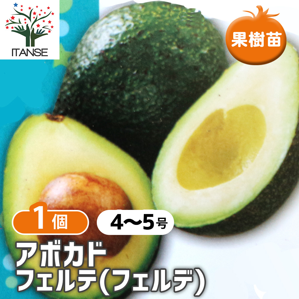 アボカドの苗木 品種：フェルテ(フェルデ)(Bタイプ)【果樹の苗木 4～5