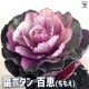 葉ボタン 百恵 【花苗 2.5号】