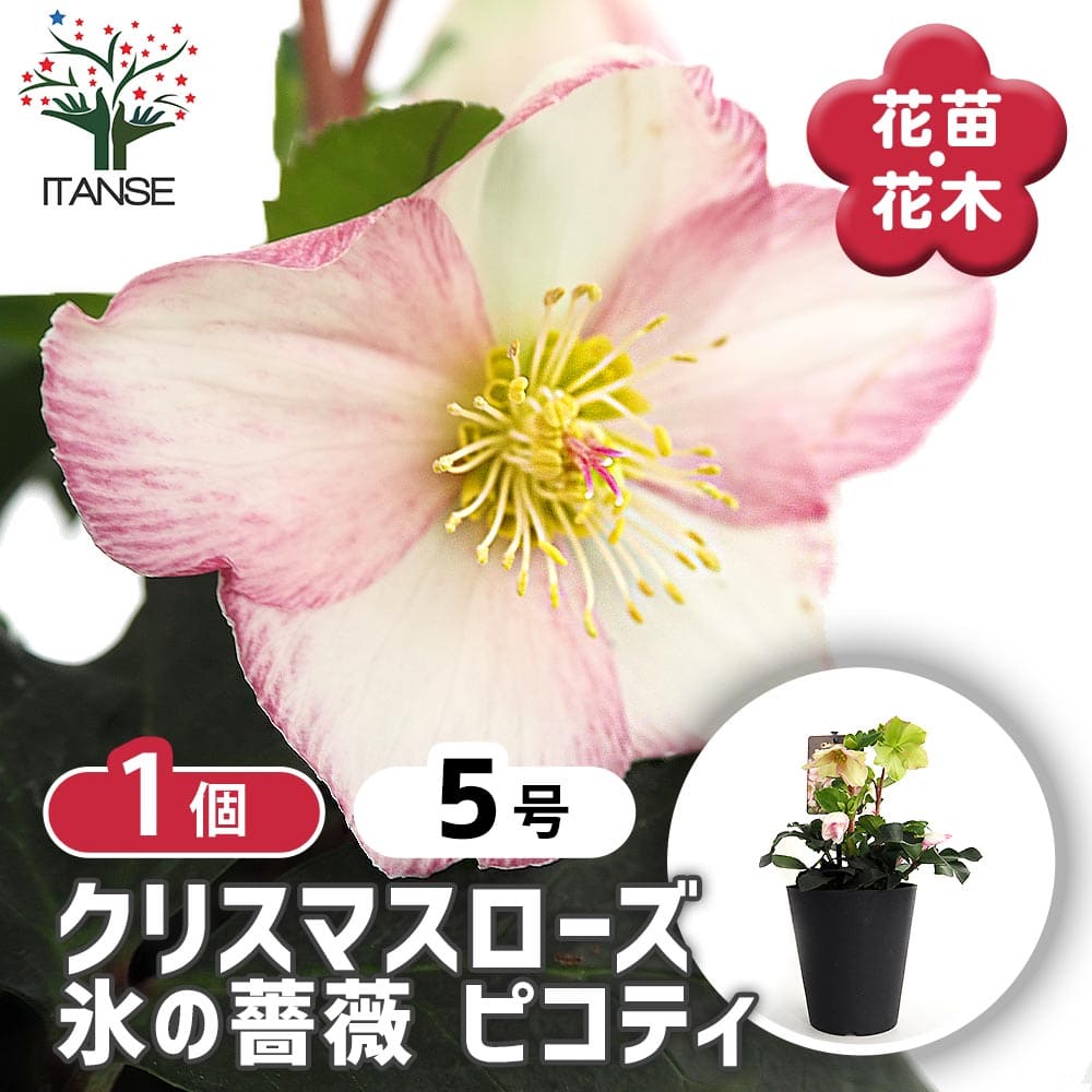 クリスマスローズ 氷の薔薇ピコティ 【花苗 5号／1個売り】｜ 【植物の