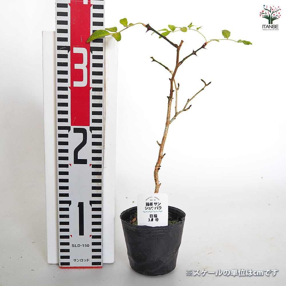 箱根サンショウバラ 日輪 【花木苗 3号】｜ 【植物のITANSE