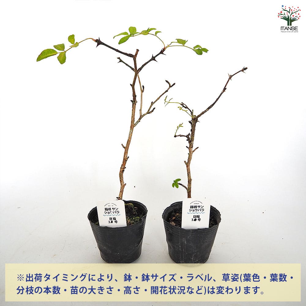 箱根サンショウバラ 日輪 【花木苗 3号】｜ 【植物のITANSE