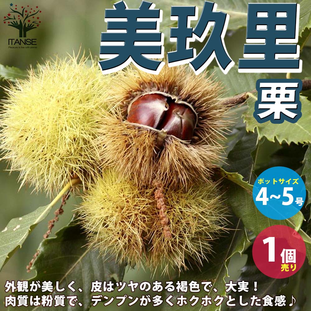 栗の苗木 品種：美玖里(みくり) 【果樹の苗木 4～5号ポット／1個売り】