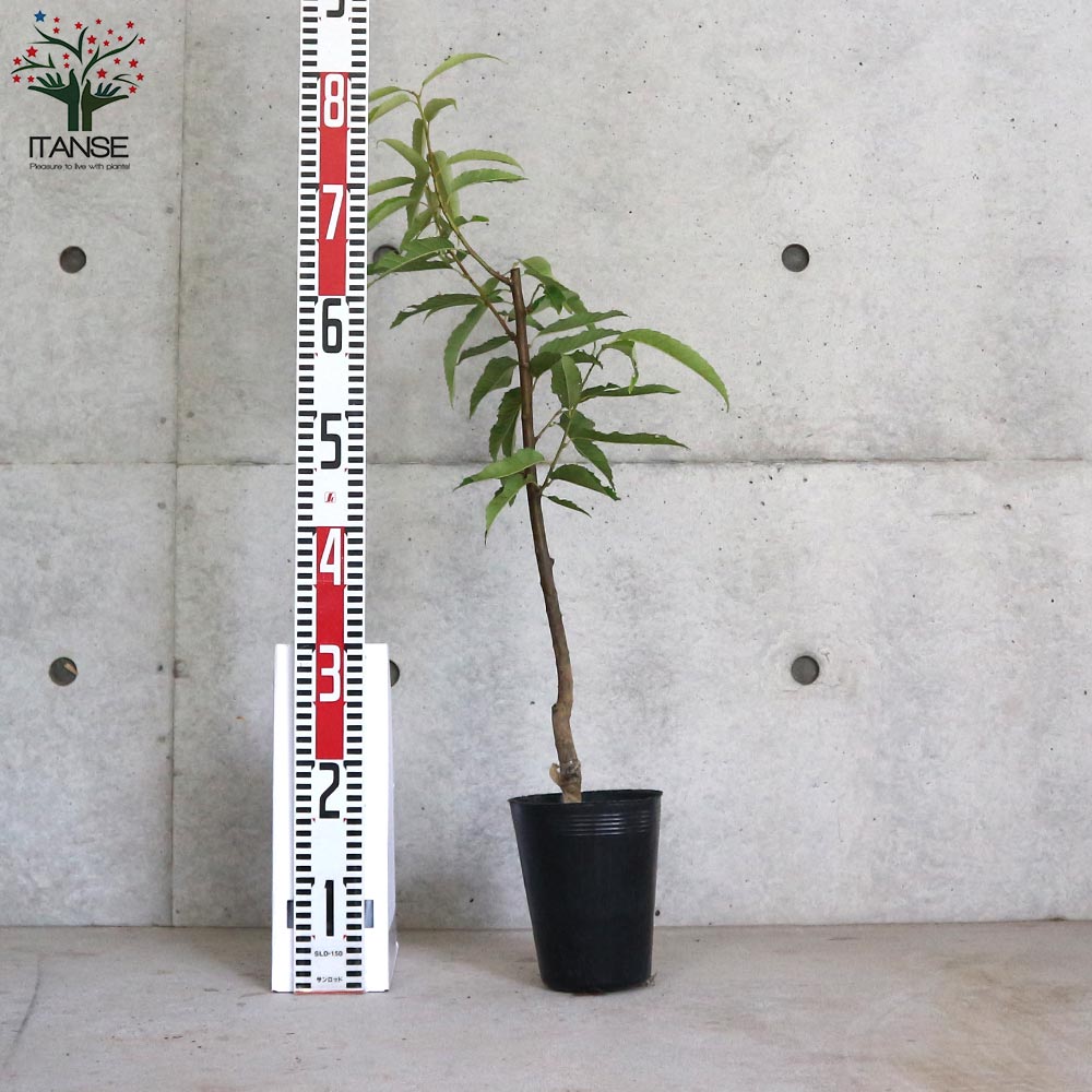 栗の苗木 品種：美玖里(みくり) 【果樹の苗木 4～5号ポット／1個売り】