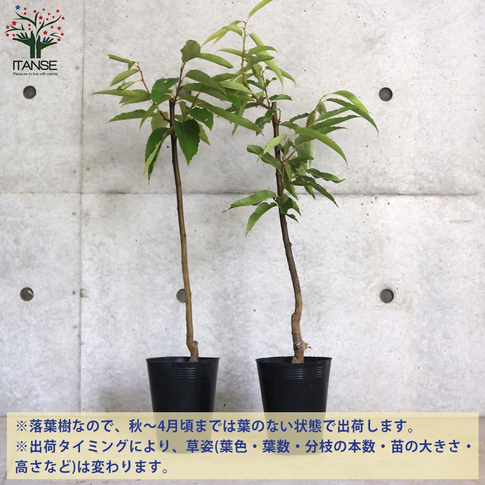 栗の苗木 品種：美玖里(みくり) 【果樹の苗木 4～5号ポット／1個売り】