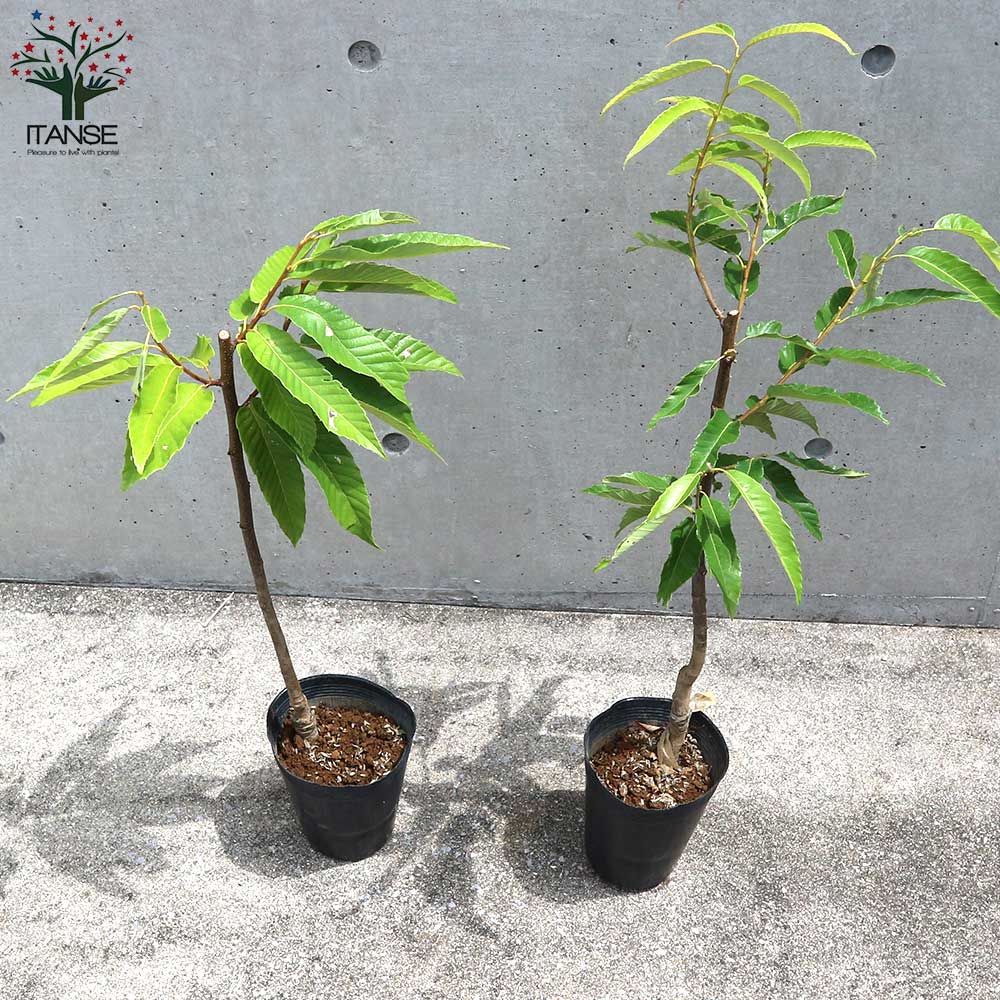 栗の苗木 品種：美玖里(みくり) 【果樹の苗木 4～5号ポット／1個売り