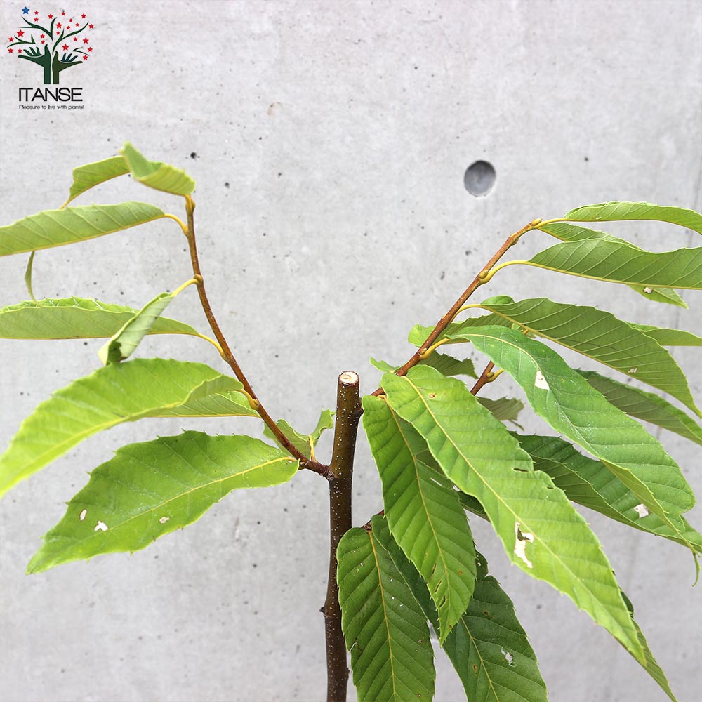 栗の苗木 品種：美玖里(みくり) 【果樹の苗木 4～5号ポット／1個売り】