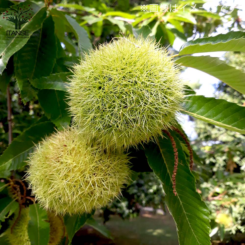 栗の苗木 品種：美玖里(みくり) 【果樹の苗木 4～5号ポット／1個売り】