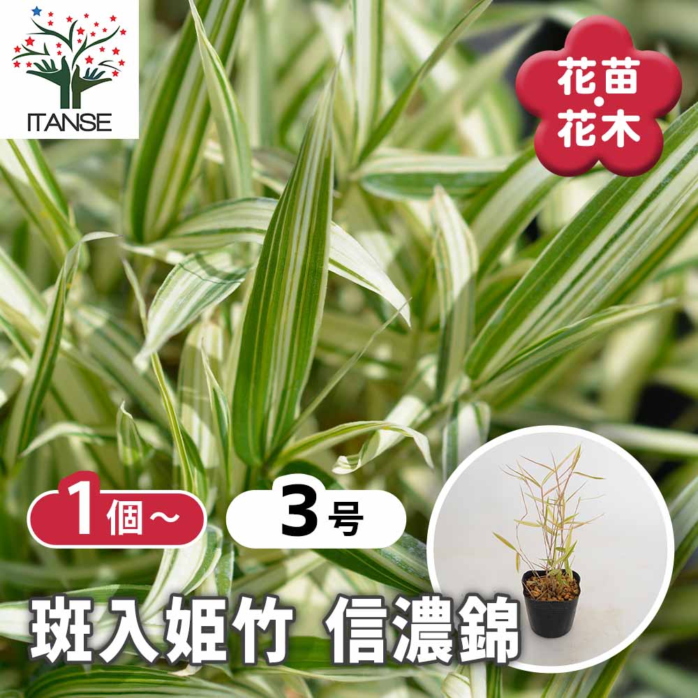 斑入姫竹 信濃錦 【花木苗 2.5号】｜ 【植物のITANSE】全品送料