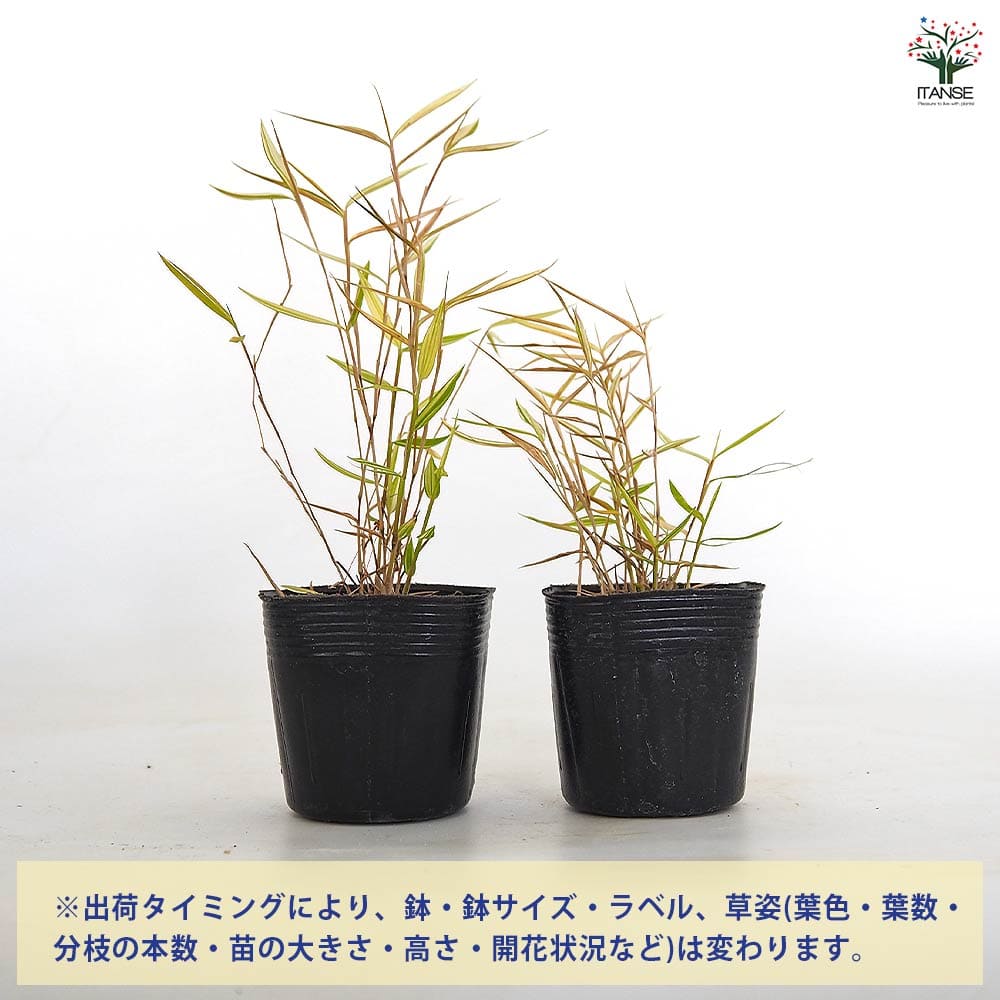 斑入姫竹 信濃錦 【花木苗 2.5号】｜ 【植物のITANSE】全品送料