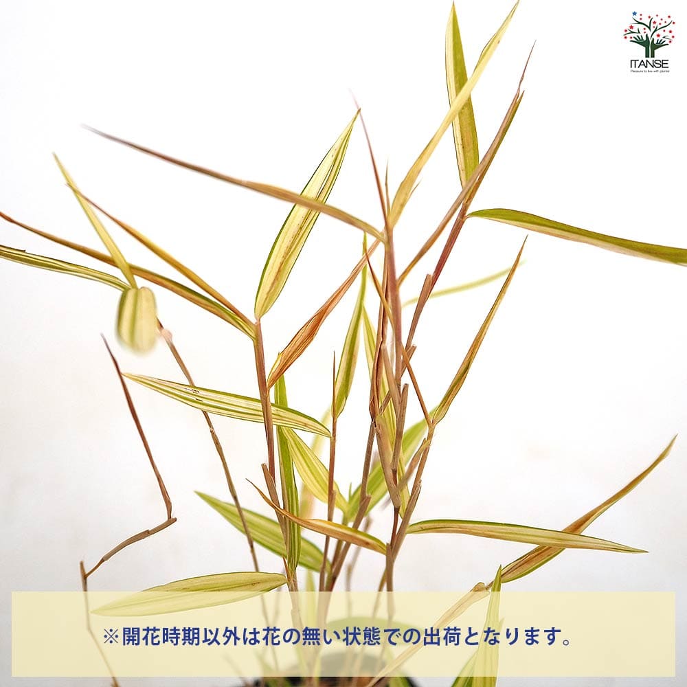 斑入姫竹 信濃錦 【花木苗 2.5号】｜ 【植物のITANSE】全品送料