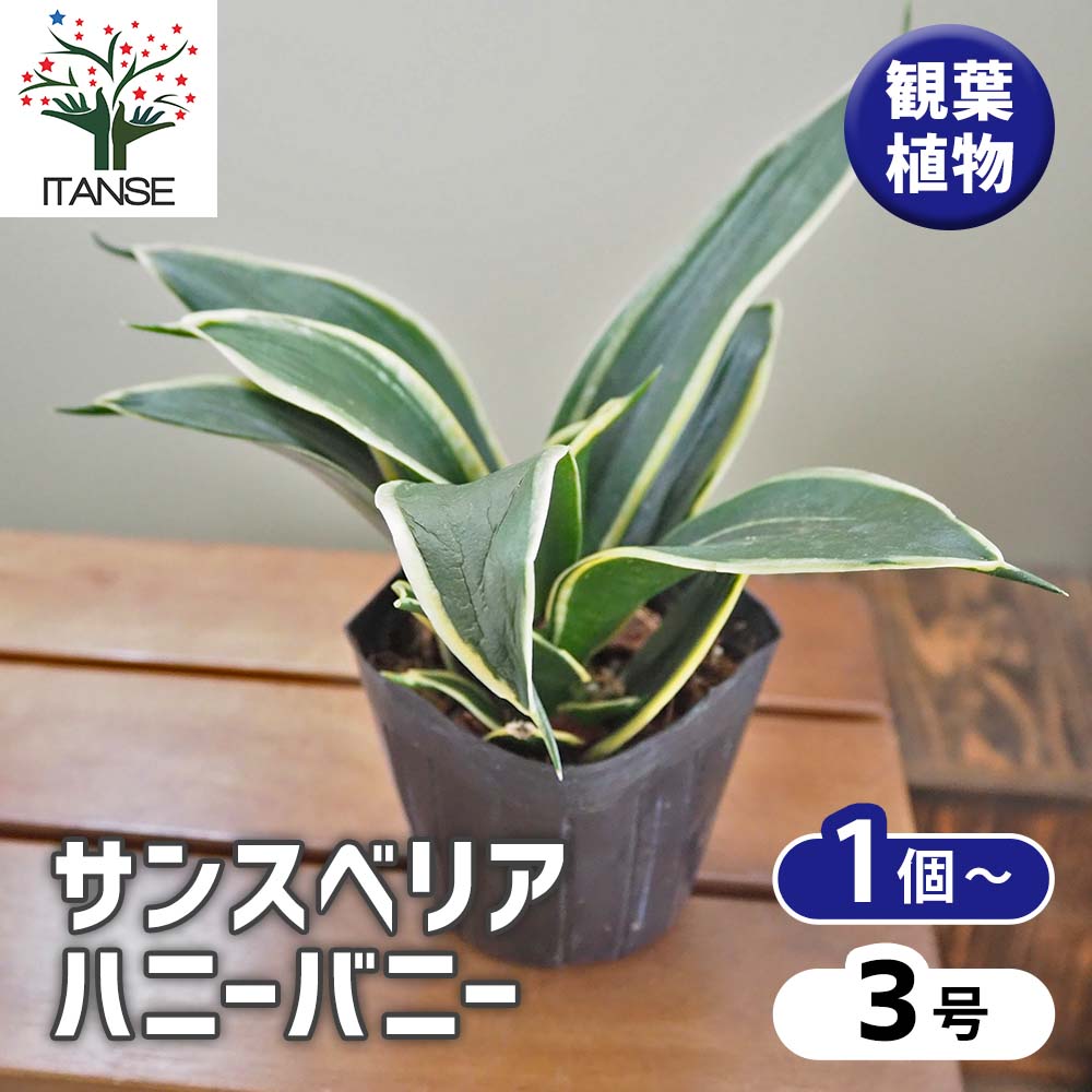 サンスベリア ハニーバニー 【観葉植物 3号】｜ 【植物のITANSE