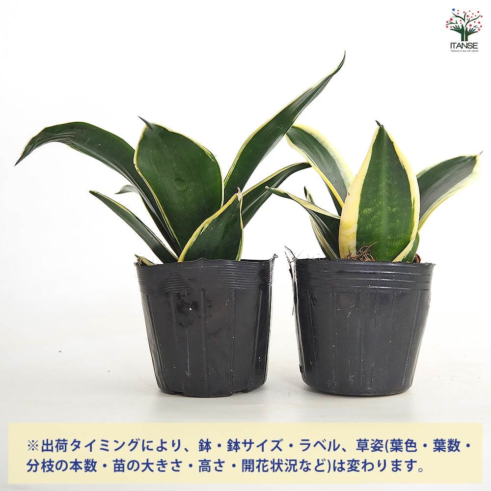 サンスベリア ハニーバニー 【観葉植物 3号】｜ 【植物のITANSE