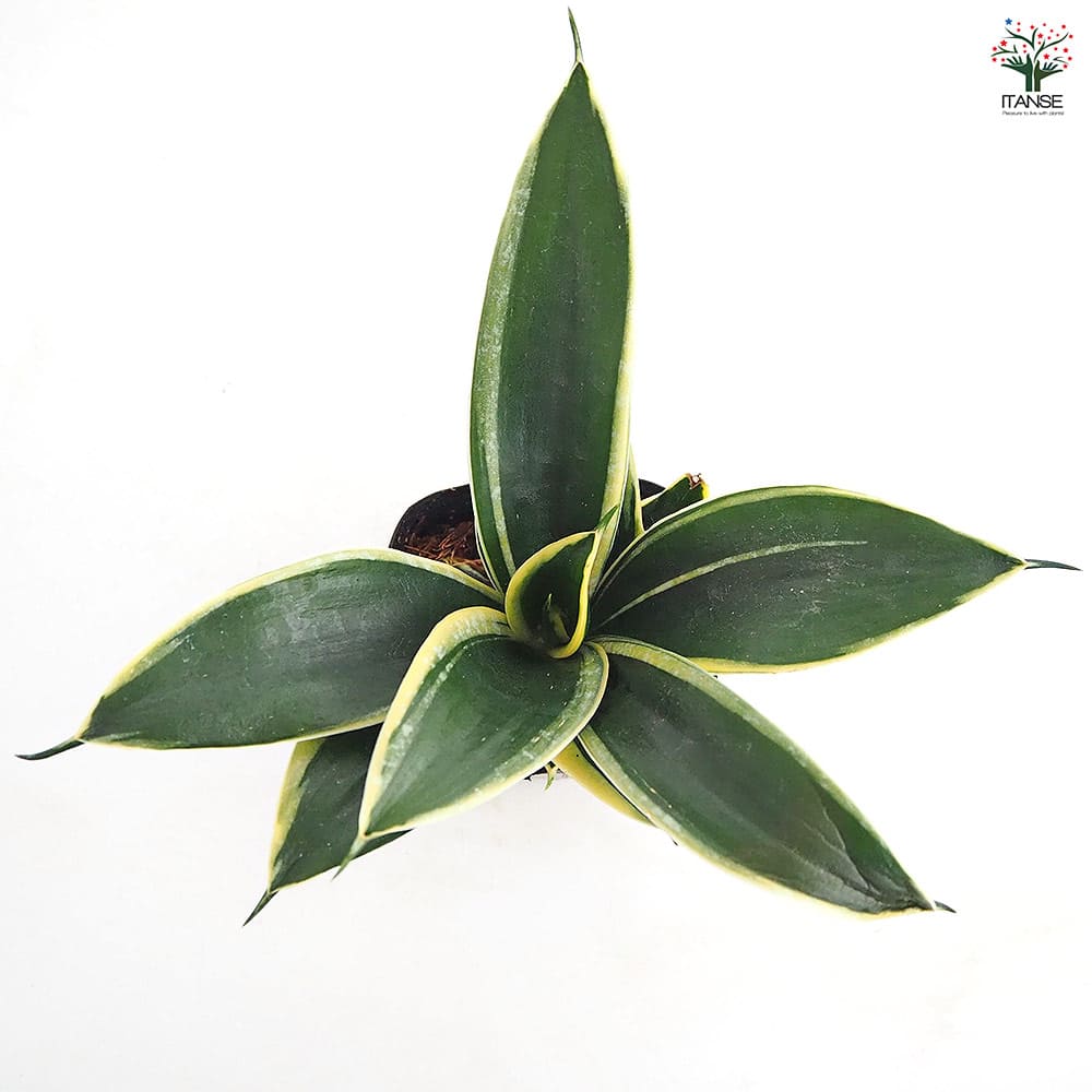 サンスベリア ハニーバニー 【観葉植物 3号】｜ 【植物のITANSE