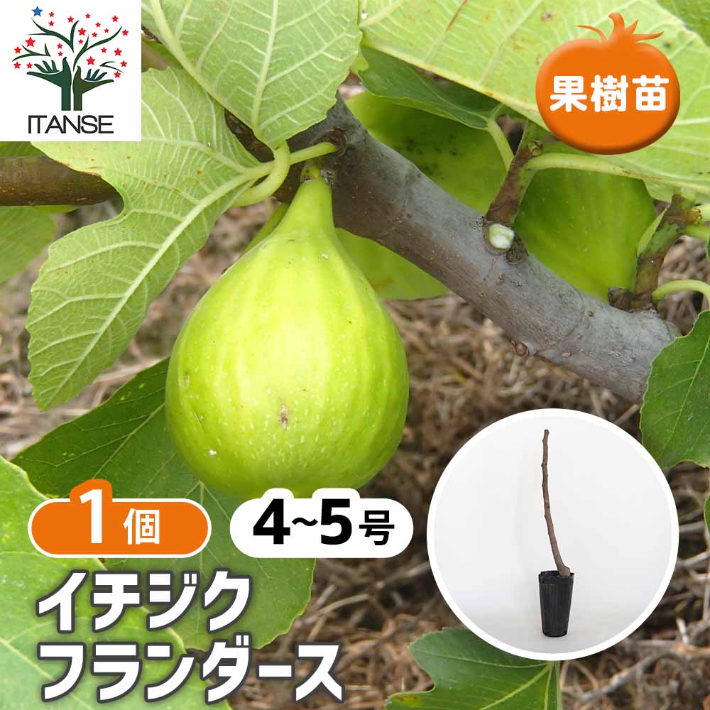 イチジク フランダース 【果樹の苗木 4号／1個売り】