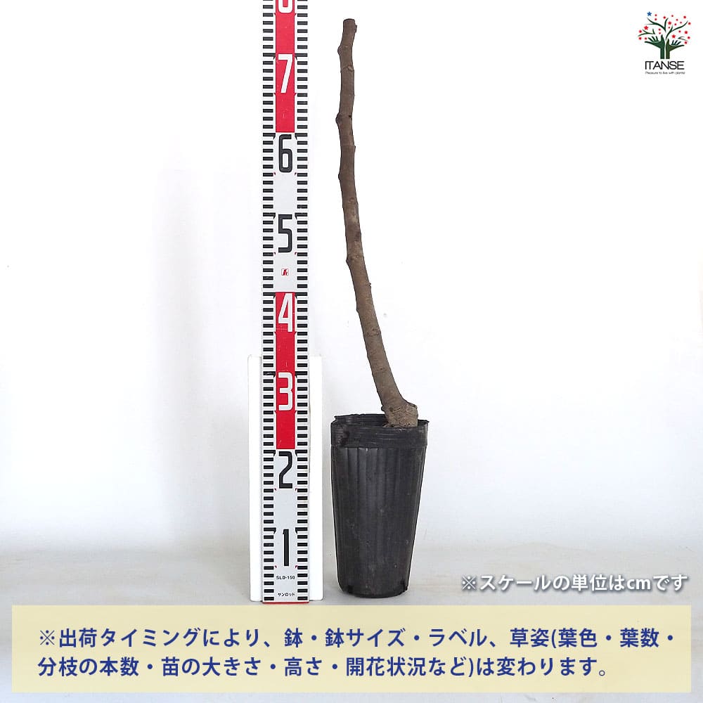 イチジク フランダース 【果樹の苗木 4号／1個売り】