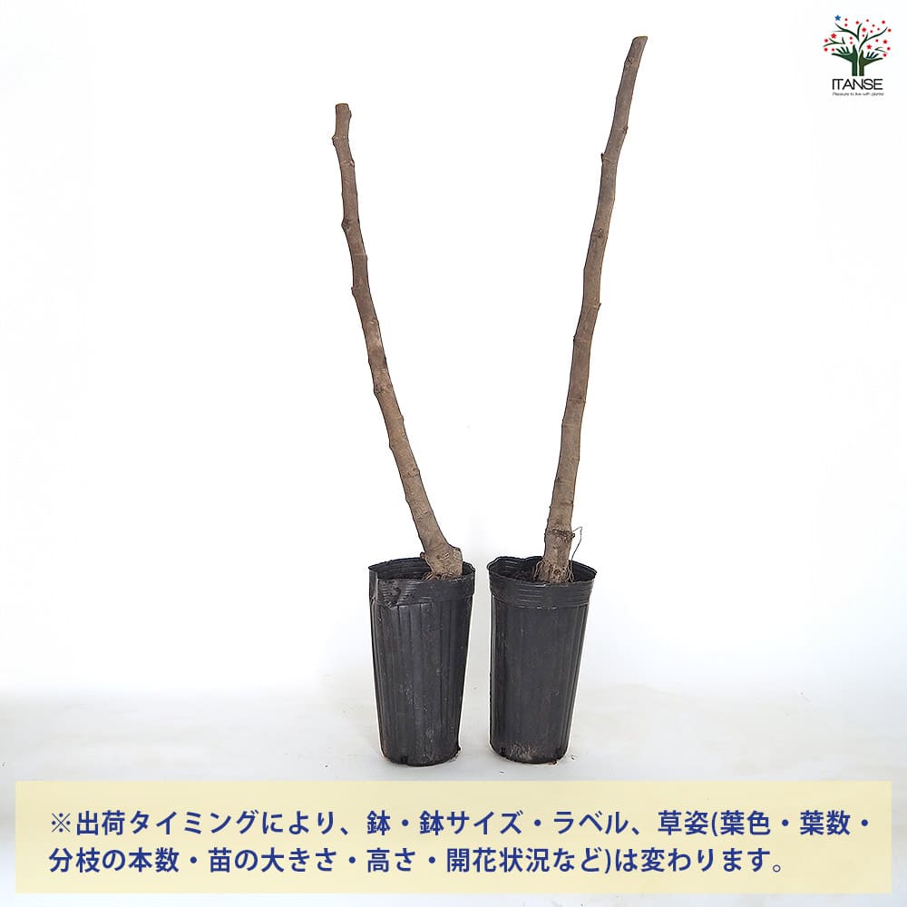 イチジク フランダース 【果樹の苗木 4号／1個売り】