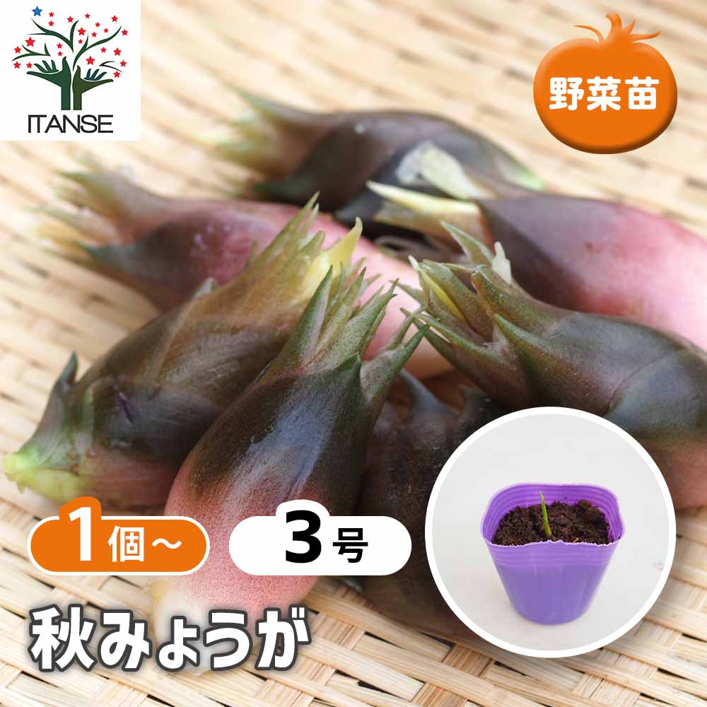 秋みょうが 【野菜の苗 3号】｜ 【植物のITANSE】全品送料無料