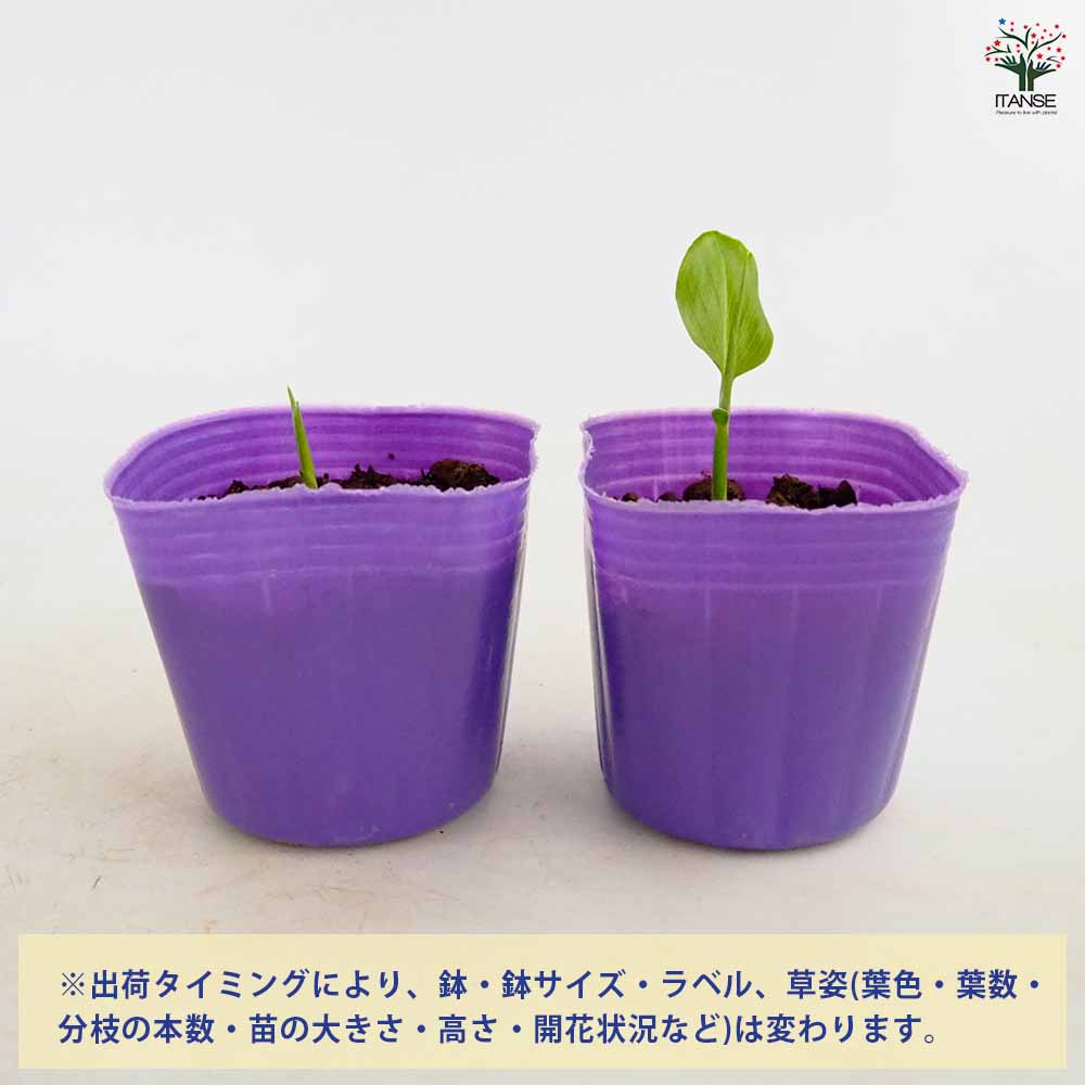 希少＊天然野生【ミヤマラッキョウ＊深山辣韮】大株＊抜き苗＊宅急便