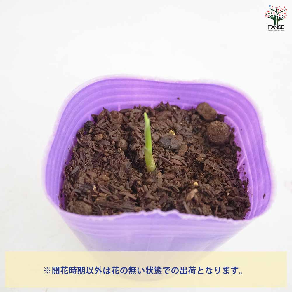 秋みょうが 【野菜の苗 3号】｜ 【植物のITANSE】全品送料無料