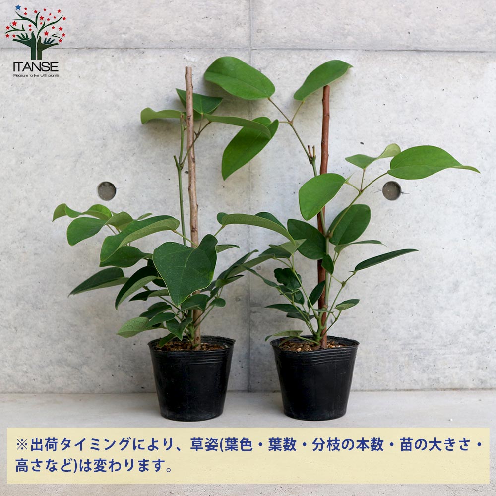 パンダガジュマル希少挿し木成功抜き苗 パンダガジュマル希少挿し木成功抜き苗 【公式通販】