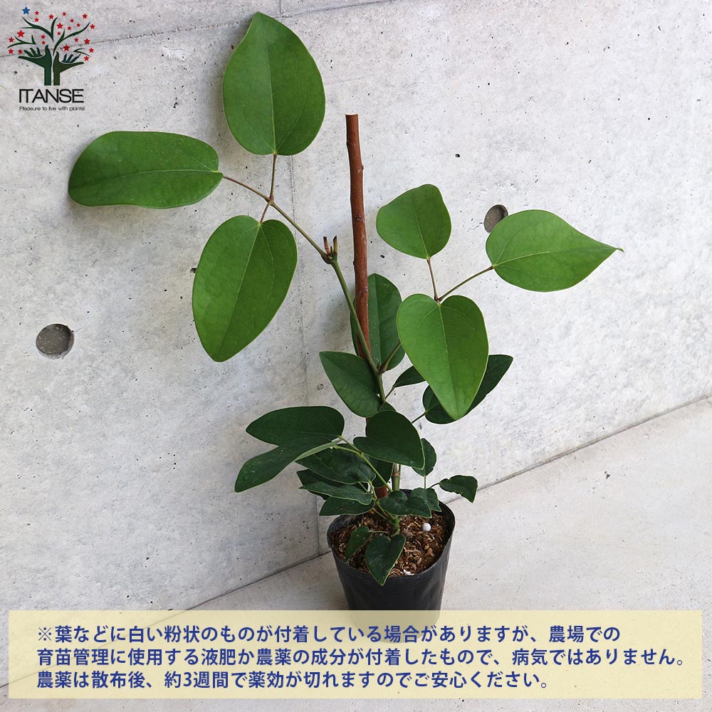 ムベの苗【果樹の苗木 4～5号ポット／1個売り】｜ 【植物の