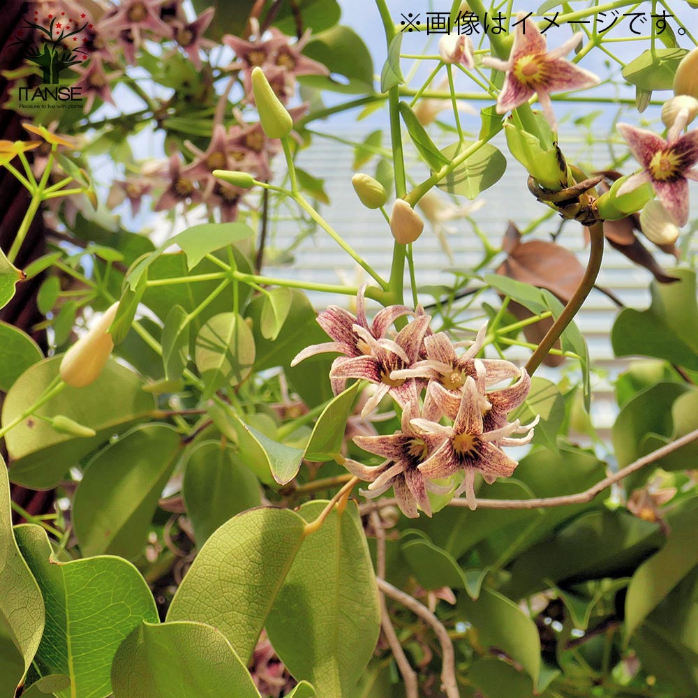 ムベ　挿し木　抜き苗　現品 ムベ 10.5cmポット 25本 苗