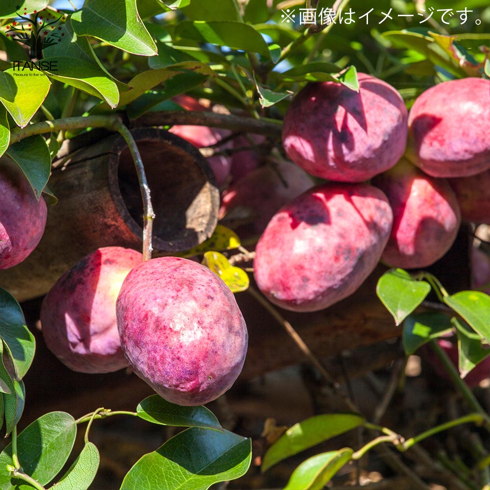 ムベの苗【果樹の苗木 4～5号ポット／1個売り】｜ 【植物の