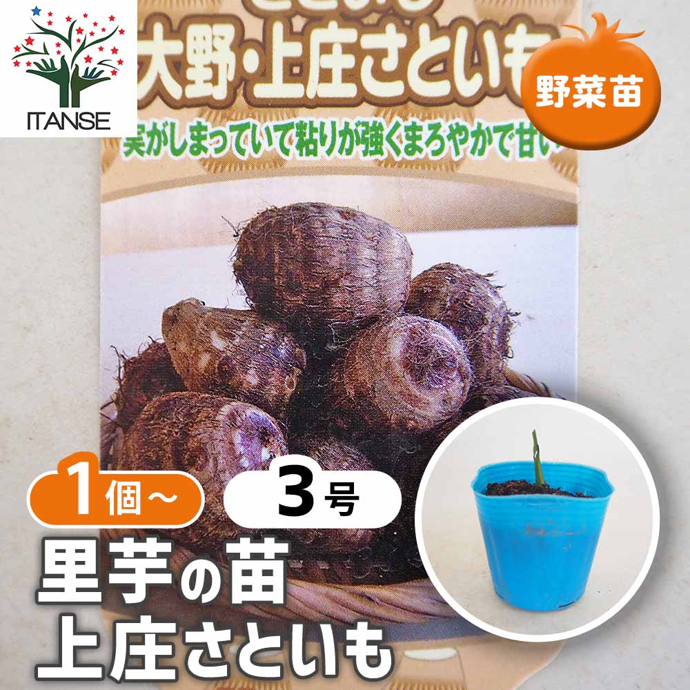 里芋の苗 上庄里芋2個～ 【野菜の苗 3号】｜ 【植物のITANSE