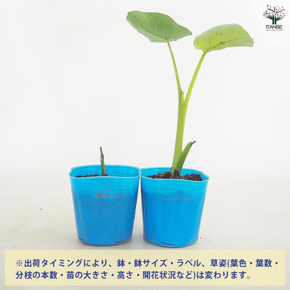 里芋の苗 上庄里芋2個～ 【野菜の苗 3号】｜ 【植物のITANSE