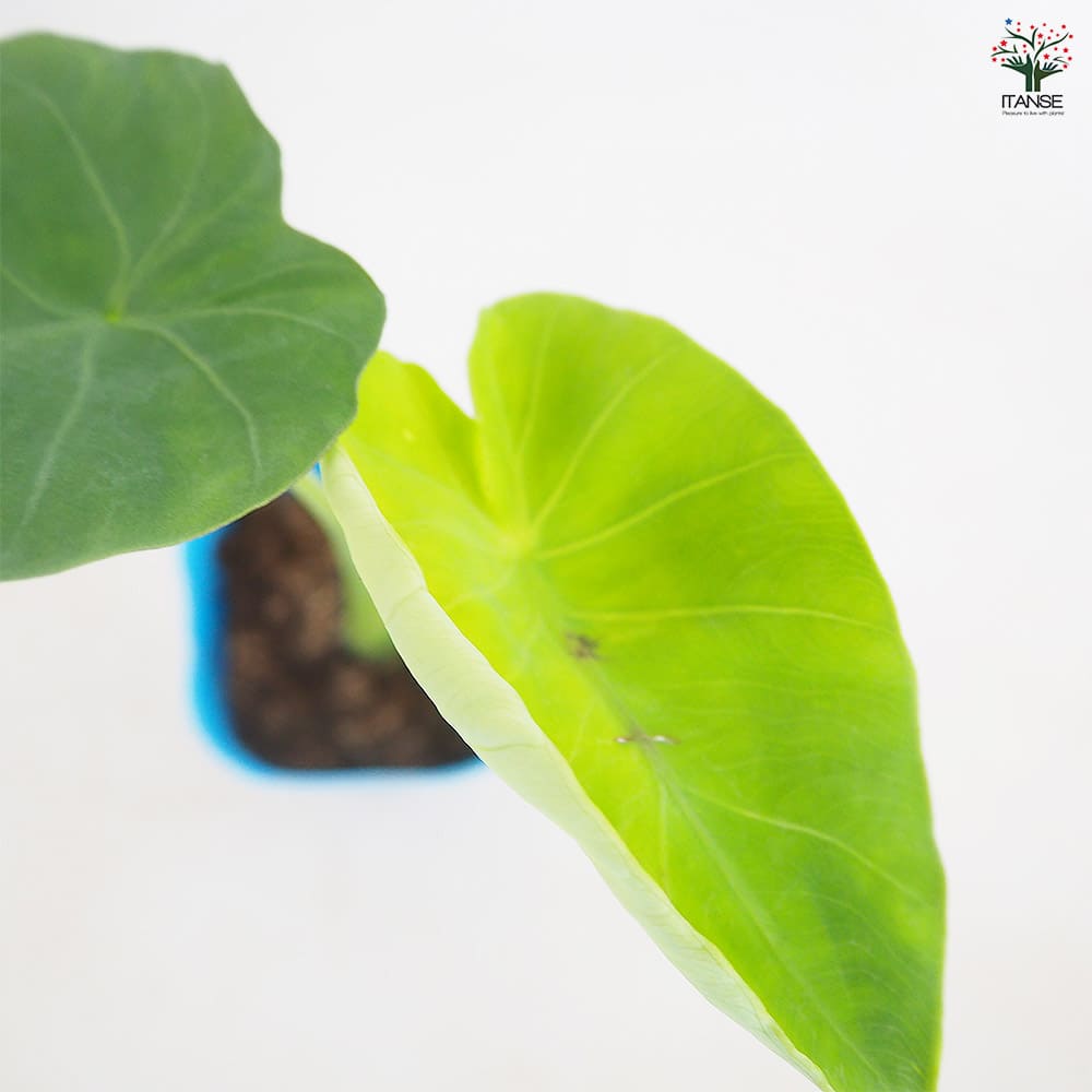 里芋の苗 上庄里芋2個～ 【野菜の苗 3号】｜ 【植物のITANSE