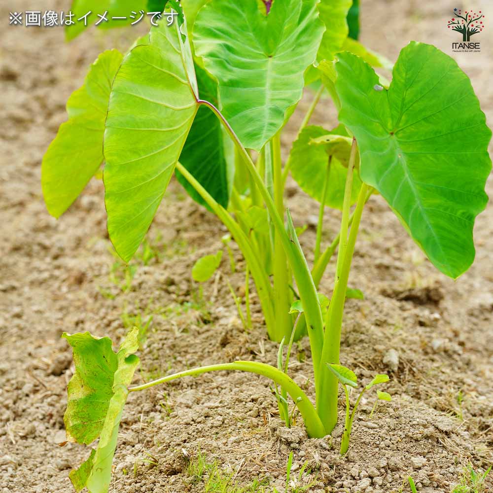 里芋の苗 上庄里芋2個～ 【野菜の苗 3号】｜ 【植物のITANSE