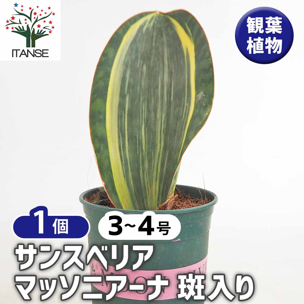 サンスベリア マッソニアーナ斑入り 【観葉植物 3号／1個売り