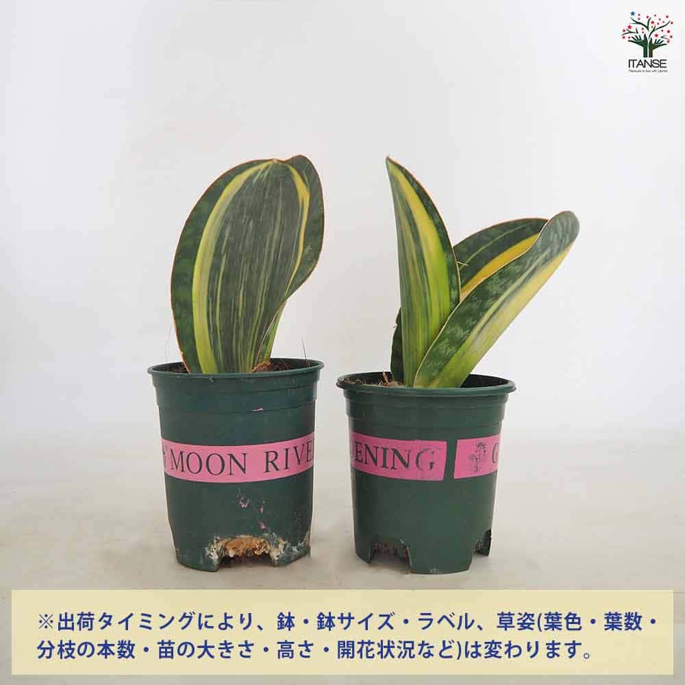 サンスベリア マッソニアーナ斑入り 【観葉植物 3号／1個売り