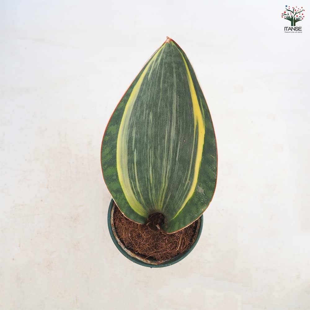 サンスベリア マッソニアーナ斑入り 【観葉植物 3号／1個売り