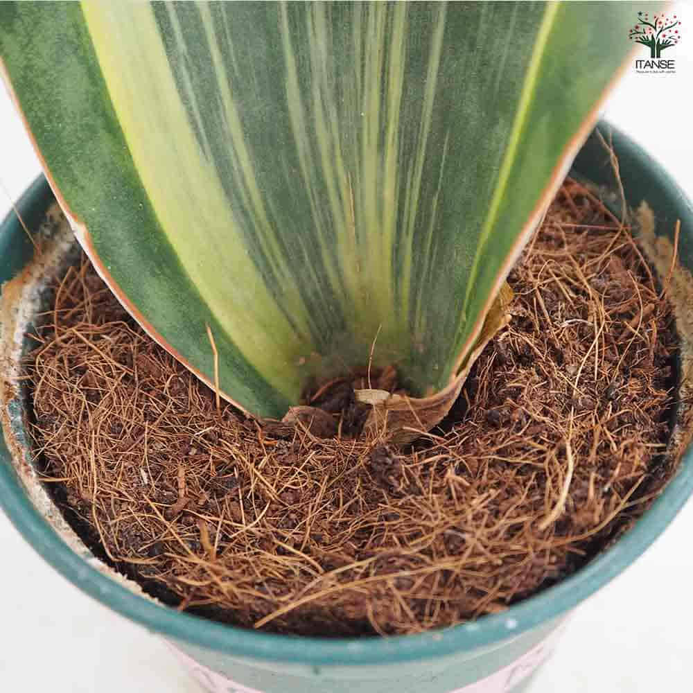 サンスベリア マッソニアーナ斑入り 【観葉植物 3号／1個売り
