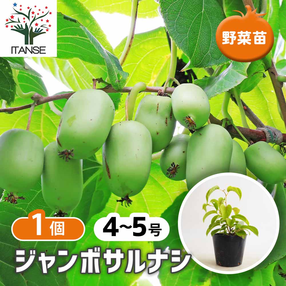 ジャンボサルナシ 【果樹の苗 4～5号／1個売り】｜ 【植物の
