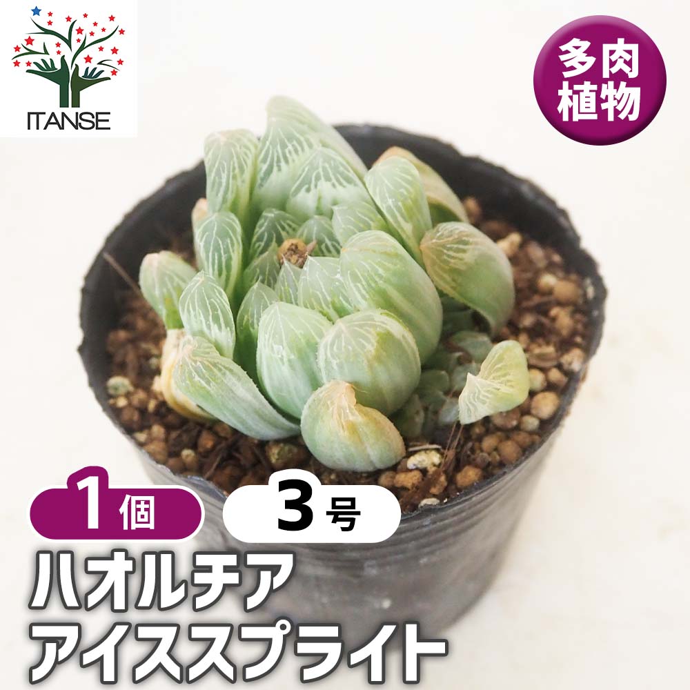 ハオルチア アイススプライト 【多肉植物 3号／1個売り】｜ 【植物の