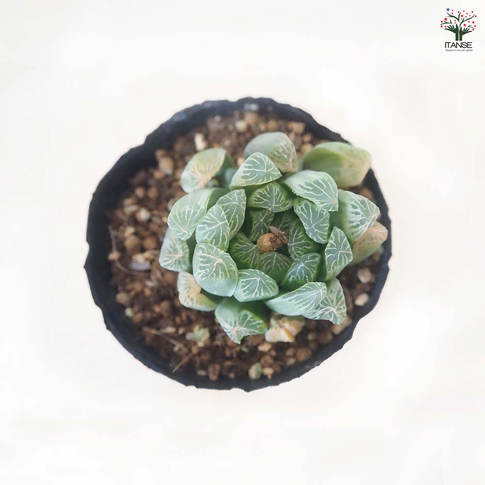 ハオルチア アイススプライト 【多肉植物 3号／1個売り】｜ 【植物の