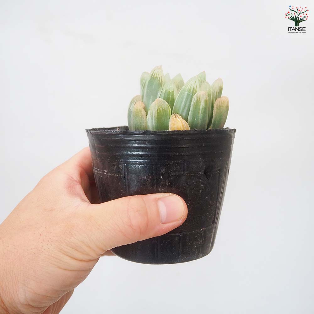 ハオルチア アイススプライト 【多肉植物 3号／1個売り】｜ 【植物の